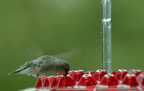 Orla | Hummingbird Feeder | Ant Proof, Outdoor Hanging | 30 Ports, 12 oz