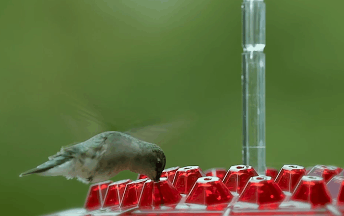 Orla | Hummingbird Feeder | Ant Proof, Outdoor Hanging | 30 Ports, 12 oz