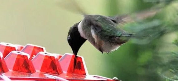 Orla | Hummingbird Feeder | Ant Proof, Outdoor Hanging | 30 Ports, 12 oz