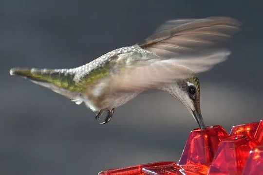 Orla | Hummingbird Feeder | Ant Proof, Outdoor Hanging | 30 Ports, 12 oz