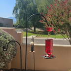 Indra | Hummingbird Feeder | 24oz Glass, Leak-Proof, 6 Flower Ports