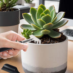 Luna | Succulent Tool Set | 12-in-1 with Storage Bag | Stainless Steel
