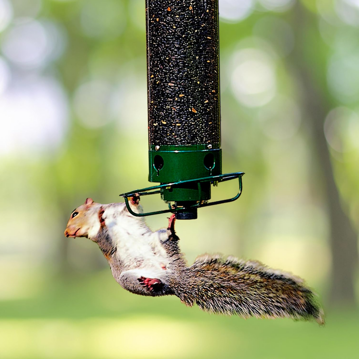 Sabine | Squirrel Proof Bird Feeder | Rotating Perch, 4 Ports | Heavy-Duty Metal
