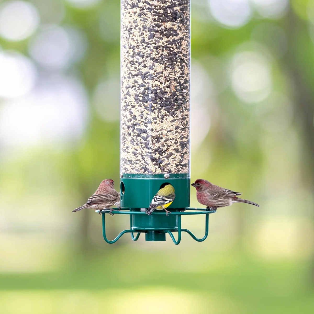 Sabine | Squirrel Proof Bird Feeder | Rotating Perch, 4 Ports | Heavy-Duty Metal
