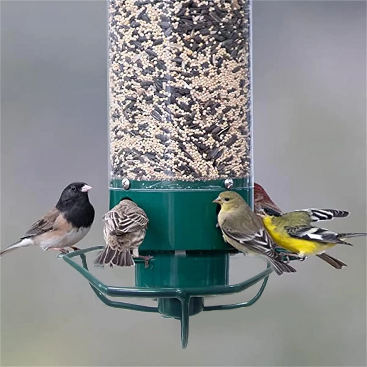 Sabine | Squirrel Proof Bird Feeder | Rotating Perch, 4 Ports | Heavy-Duty Metal